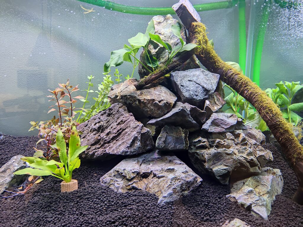 fish tank1